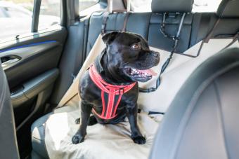 Staffordshire Bull Terrier dog using Dog Car Restraint