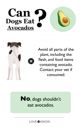 Can dogs eat avocados infographic