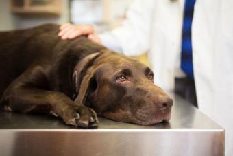 Vet and Labrador retriever