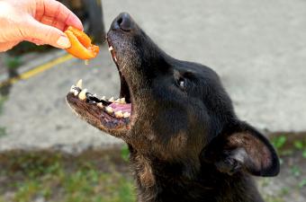 Dog eating ripe peach from a woman's hand