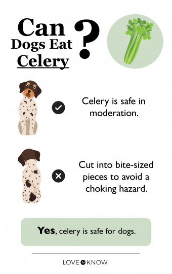 Can dogs eat celery infographic