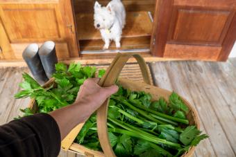 Gardener holding harvest basket of celery outside house deck with dog watching