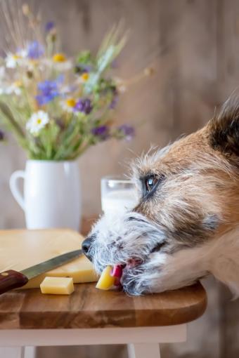 Little mongrel dog eats cheese from a cutting board