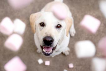 Can Dogs Eat Marshmellows?