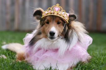 A Shetland Sheepdog, aka Sheltie in a princess costume.