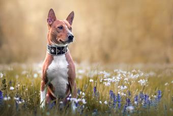 Basenji dog on a flowery field
