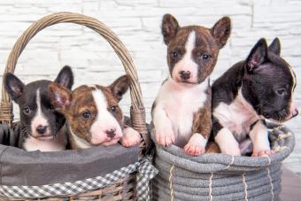 Four Basenji puppies dogs in the basket