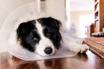 dog laying on floor wearing cone