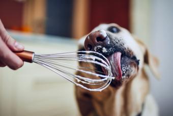 Dog Licking Whipped Cream