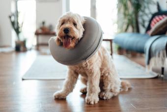 Goldendoodle with inflatable vet collar