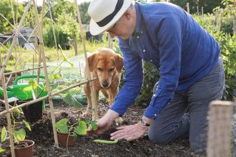 Labrador dog watches her pet owner plant bean plant in ground