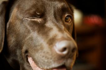 Male 4 year old Chocolate Labrador squinting