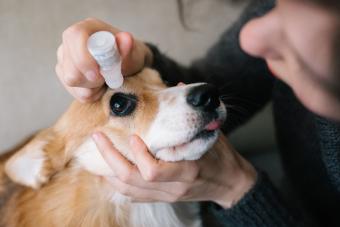 Dog grooming: eyedropper for a corgi