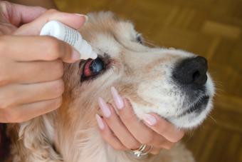 eye drops dog