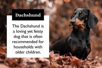Dachshund dog in the fall