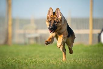 Portrait of a German Shepherd Dog running