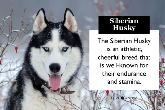 Siberian husky on snow covered field