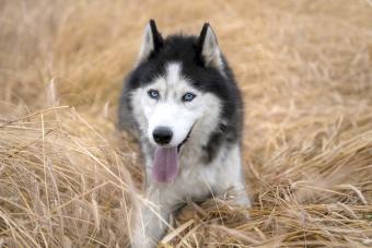 Siberian husky lying down in the hay