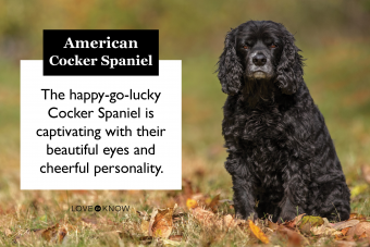 Cute Black Cocker Spaniel sitting in autumn leaves