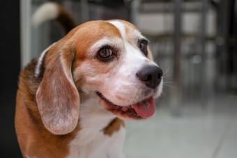 Smiling beagle