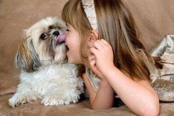 Five year old girl with her dog (Shih Tzu)