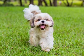 Shih Tzu dog walking on the grass land.