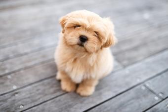 Shot of an adorable Shih Tzu sitting on a wooden porch outdoors