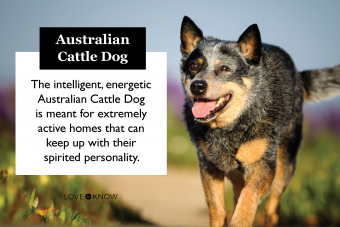 Australian cattle dog breed card