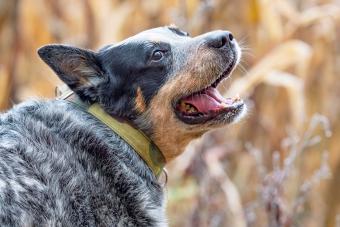 Fun Australian Cattle Dog With Open Mouth
