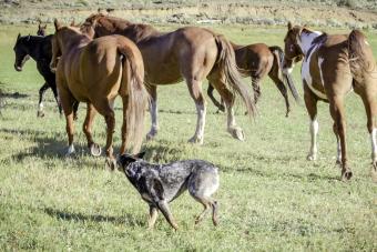 Australian Cattle Dog rounding up the horses