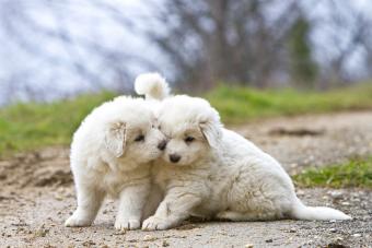 Two Pyrenean Mountain puppies outdoors