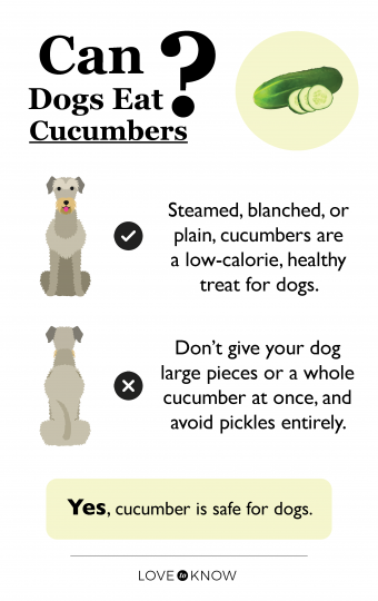 Can dogs eat cucumbers infographic