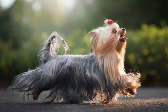 Close-up of purebred yorkshire terrier walking on road
