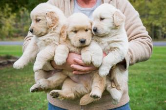 Woman holding 3 male golden retriever puppies