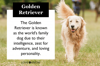 Golden Retriever Breed Characteristics