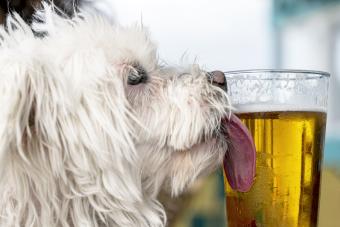 Dog licking a beer glass