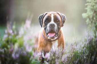 Boxer dog on a walk in the forest