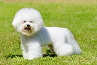 A small beautiful and adorable white bichon frise dog standing on the lawn and looking cheerful.