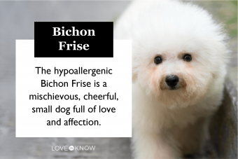 Bichon Frise characteristics
