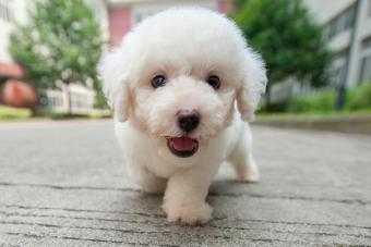 Puppy Bichon Frise