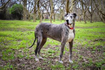 Stately merle Great Dane standing in deciduous walnut orchard