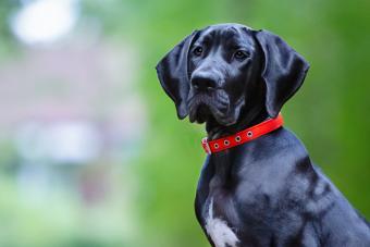 Close-Up Portrait Of A Great Dane Puppy
