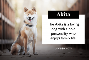 Portrait of akita