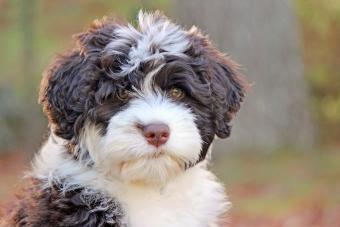 Brown and white Portuguese Water Dog puppy