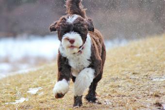 Brown and white Portuguese Water Dog splashes happily through puddles of water