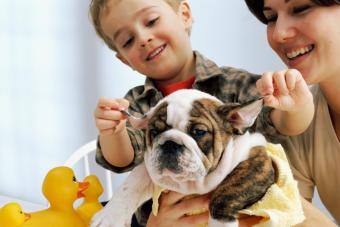 Mother and Son Washing Bulldog Puppy