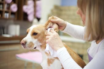 Cleaning dog ears