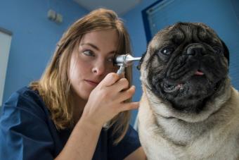 Veterinarian examining ears of a dog with an otoscope in a veterinary clinic
