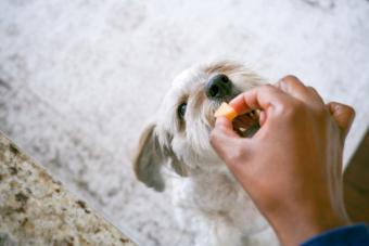 Woman feeding her dog a piece of cantaloupe