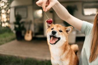 Happy shiba inu dog with owner giving it a cherry outdoors